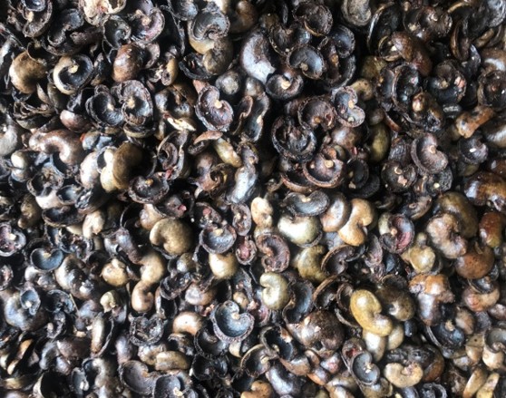 Cashew Shells