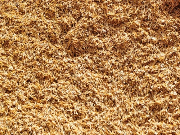 Rice Husk