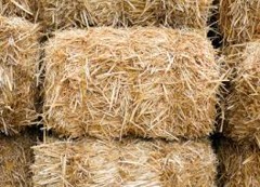 Rice Straw Bales